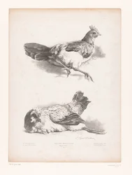 Étude de deux poules couchées