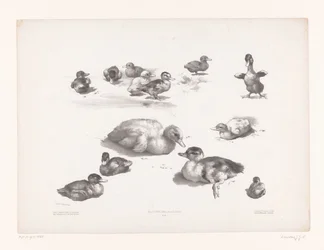 Études de canards et canetons