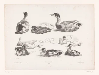 Études de groupes de canards couchés