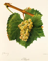 Raisin Aligoté