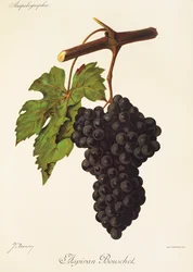 Raisin Aspiran Bouschet par J. Troncy