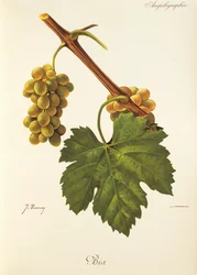 Raisin Bia par J. Troncy