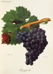 Cargajola