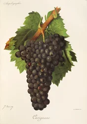 Carignane