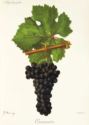 Raisin Carmenere