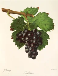 Raisin Enfariné par J. Troncy