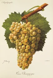 Gros Bourgogne