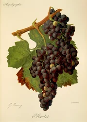 Raisin Merlot par J. Troncy