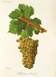 Raisin Mondeuse Blanche