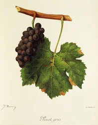 Raisin Pinot Gris
