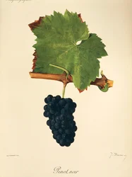 Pinot Noir