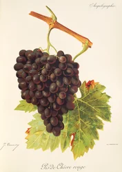 Pis-de-Chevre Rouge