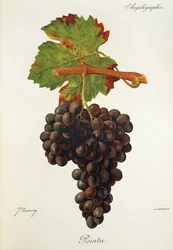 Raisin Pointu