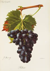Raisin Ribier par J. Troncy