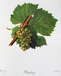 Raisins Riesling de Jules Troncy de Ampelographie, Traité général de viticulture, vol II, par Pierre Viala et Victor Vermorel, Paris