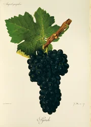 Syrah