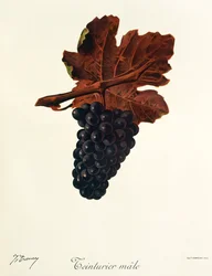Raisin Teinturier Male