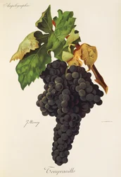 Raisin Tempranillo par J. Troncy