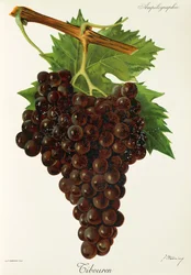 Tibouren