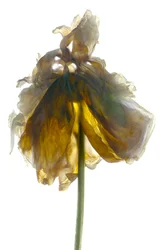 Support de pivoine blanc