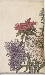 Chrysanthèmes