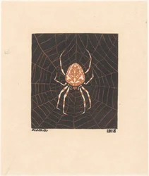 Araignée dans une toile