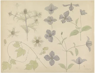 Feuille d