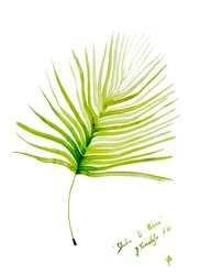 Aquarelle représentant une feuille de palmier verte