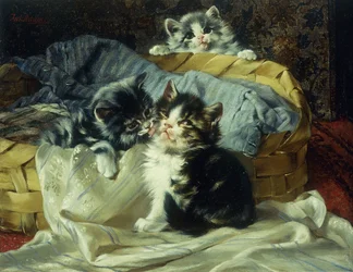 Chatons Joueurs