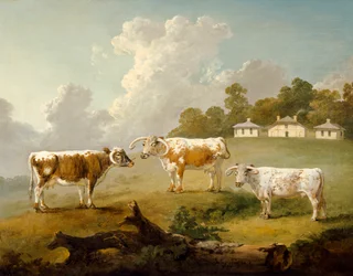 Trois bovins à longues cornes dans un paysage