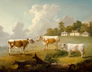 Trois bovins à longues cornes à Kenwood, 1797