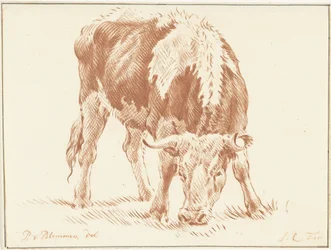 Bœuf broutant