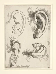 Études de quatre oreilles