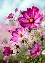Cosmos rose vif