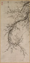 Prunus, XVIIe siècle
