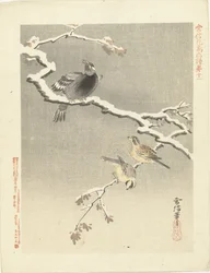 Trois oiseaux sur une branche enneigée