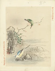 Martin-pêcheur regardant un oiseau près de l