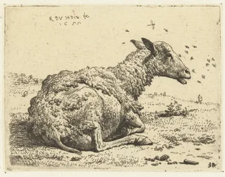 Mouton couché avec des mouches