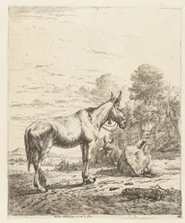 Mulet avec une cloche au licou et deux ânes couchés