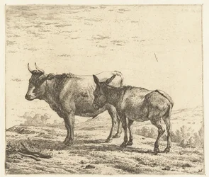 Bœuf et un âne