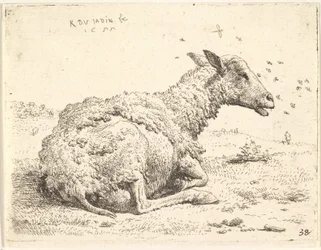 Mouton partiellement tondu couché dans l
