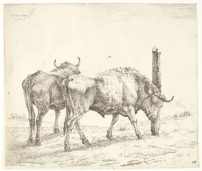 Les deux bœufs