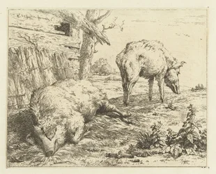 Deux sangliers