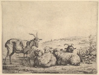 Deux chèvres et trois moutons, 1655