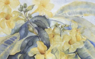 Alamanda ou cloches jaunes
