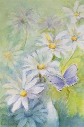 Argus bleu (Polyommetus Icarus) sur des marguerites