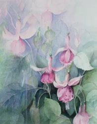 Fuchsia, cocher rose