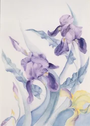 Iris, bleu Mare
