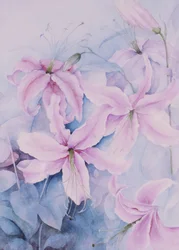 Lys, rose Auratum