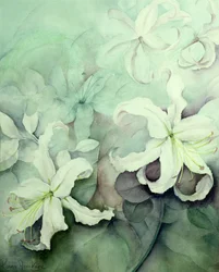 Lys, blanc Auratum